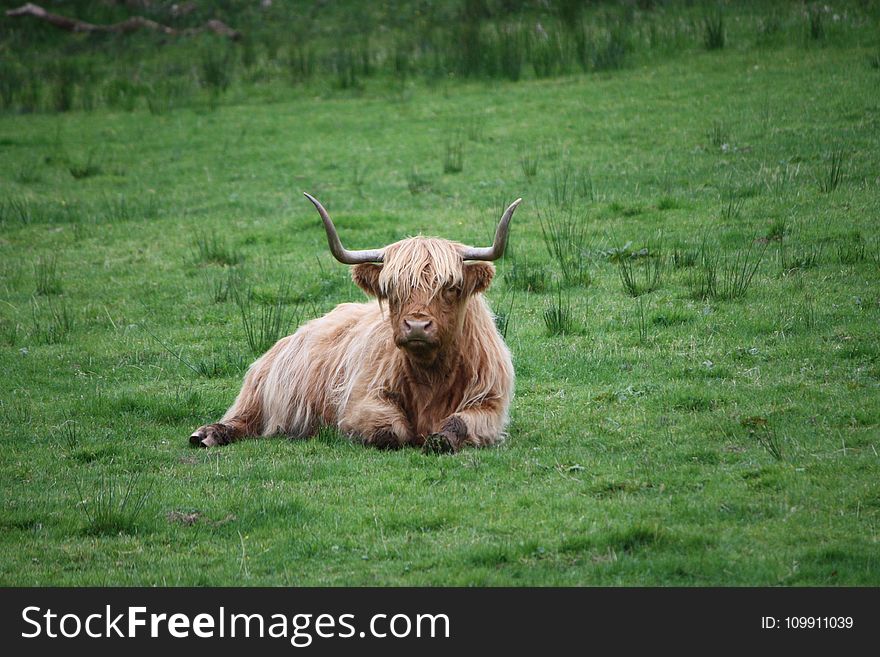 Brown and White Highland Cattle