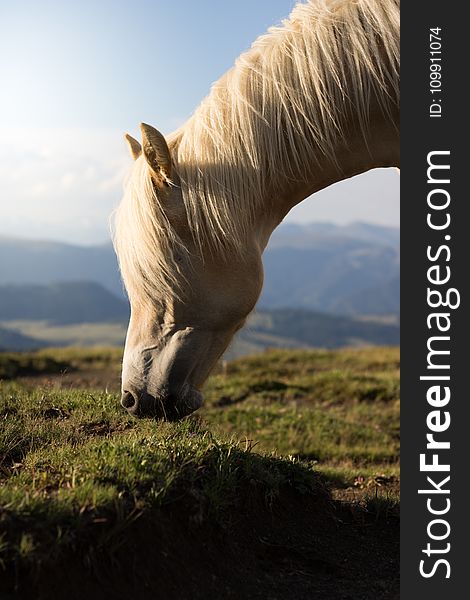 Selective Focus Photo of White Horse