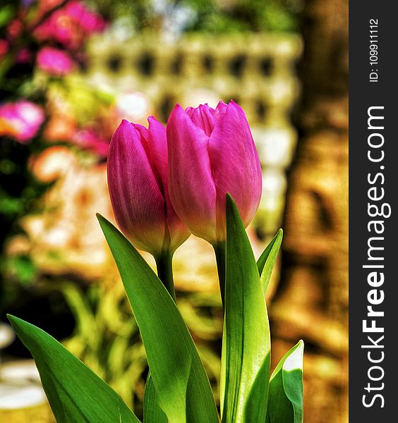 Two Pink Tulip Flowers