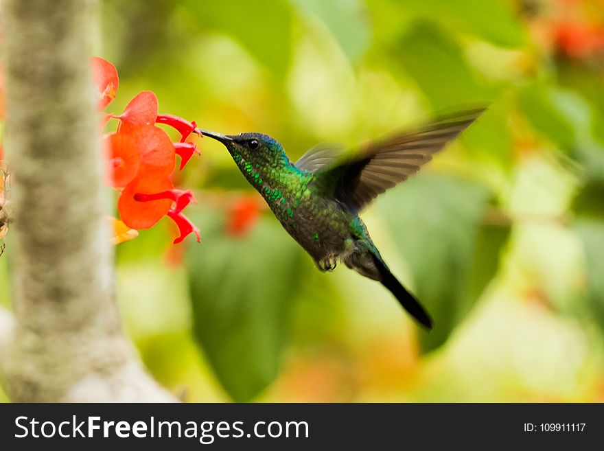 Green And Black Hummingbird