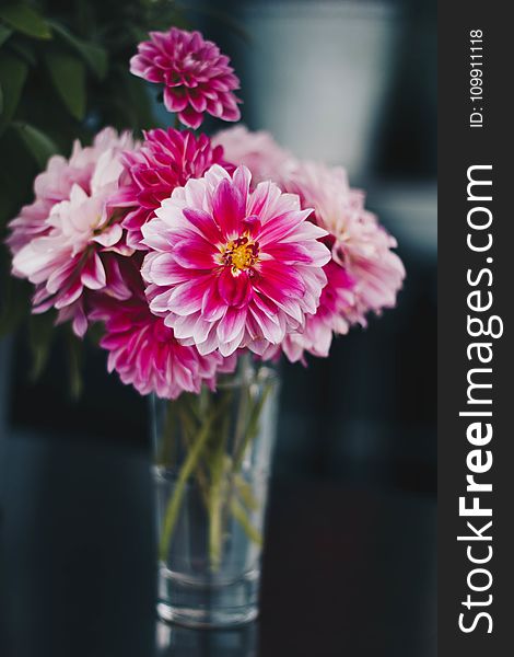 Pink Flowers on the Vase