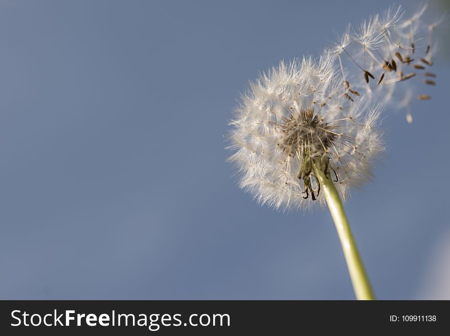 Selective Focus Photography Of Dandelion