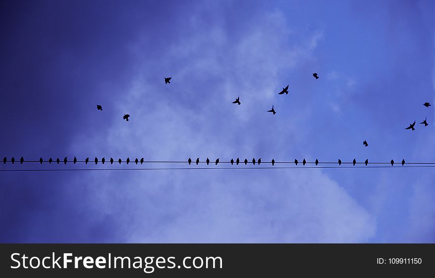 Silhouette Photography of Birds in Flight and Perched on Electricity Line