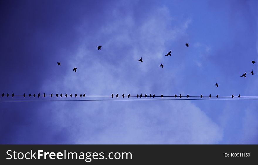 Silhouette Photography Of Birds In Flight And Perched On Electricity Line