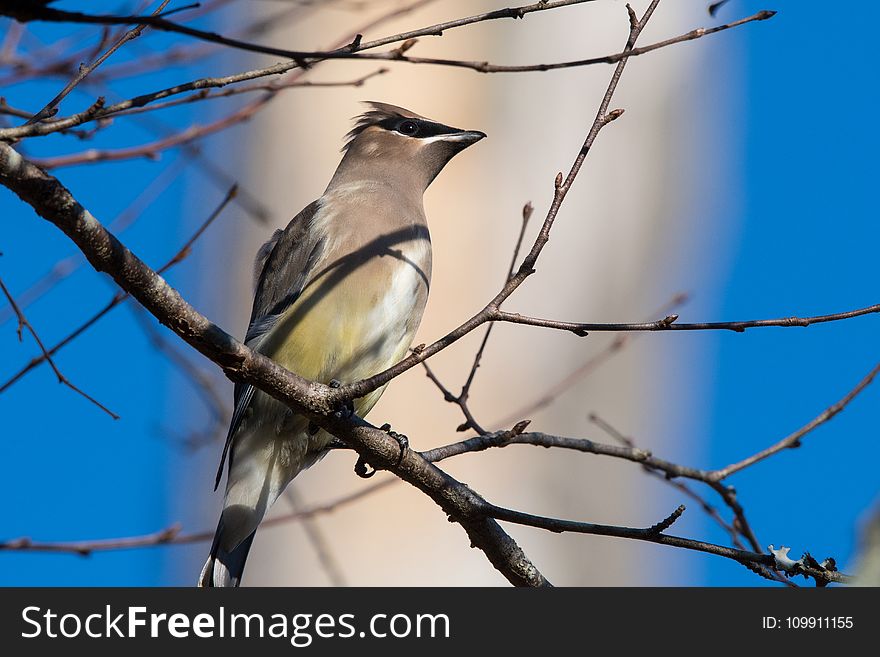 Gray Bird Perching on Tree Branch