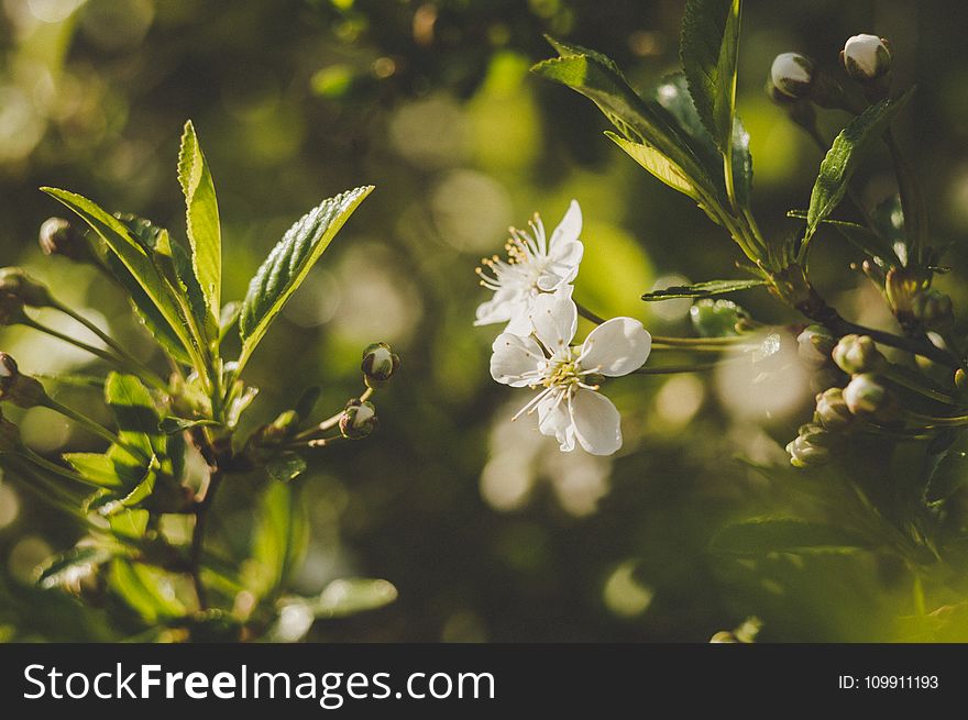 Selective Focus Photography Of White Petaled Flower