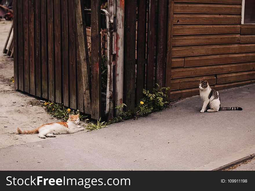 Two Orange and Brown Tabby Cats on Gray Concrete Pavement