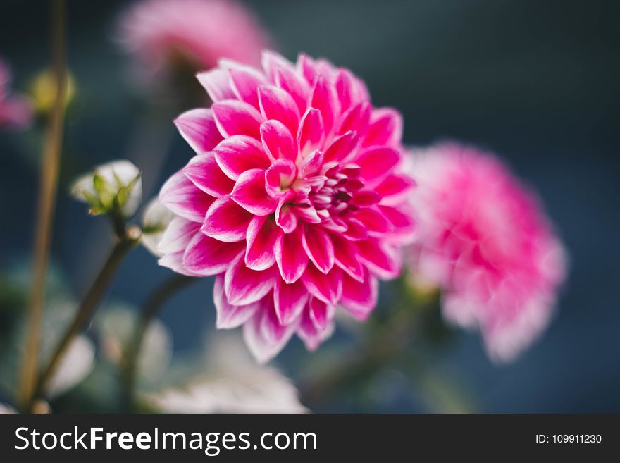 Shallow Focus Photography of Pink Flowers