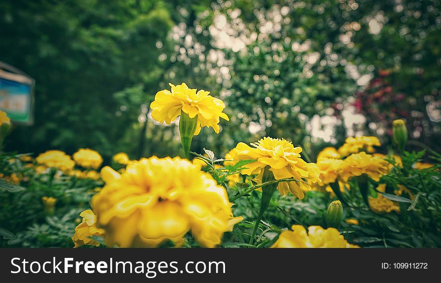 Shallow Focus Of Yellow Flowers