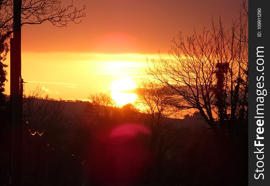 Withered Trees at Dawn