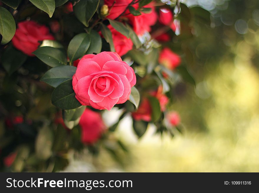 Pink Flower