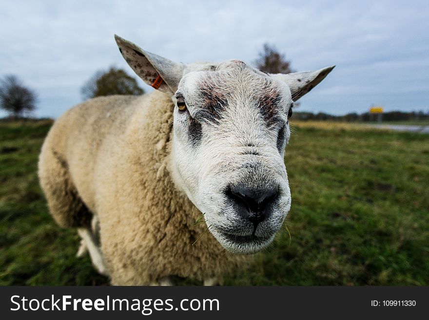 Close Up Photography of White Sheep