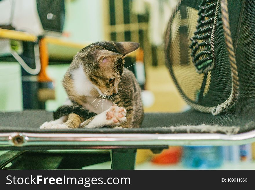 Gray Tabby Cat on Black Fabric Padded Seat