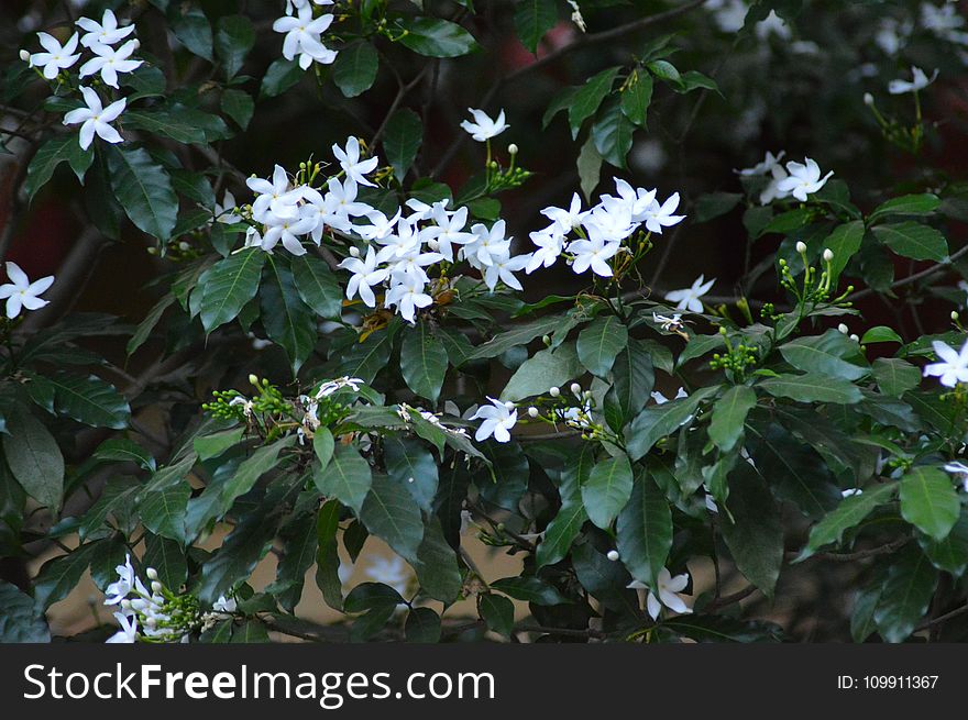 Closeup Photo of White Petaled Flowers