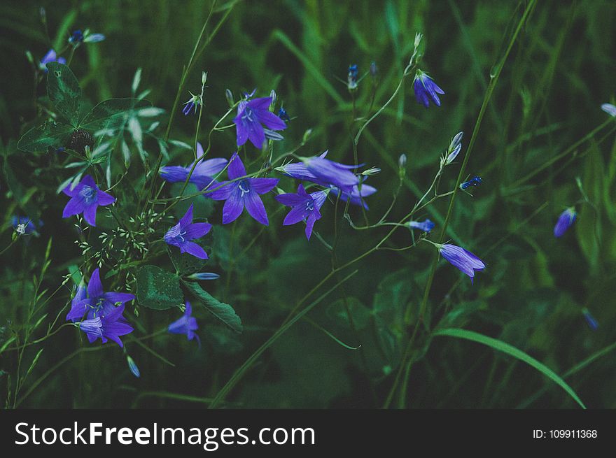 Selective Focus Photography of Blue Flower