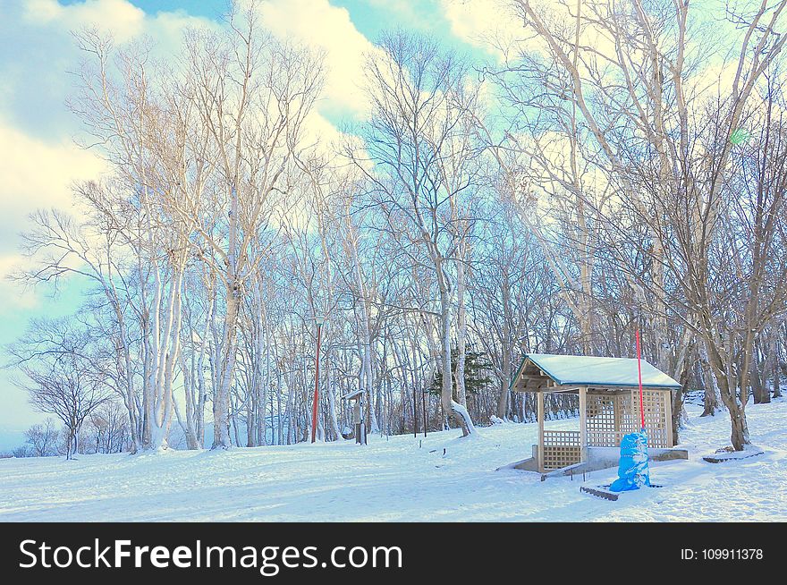 Snow Field Near in Forest