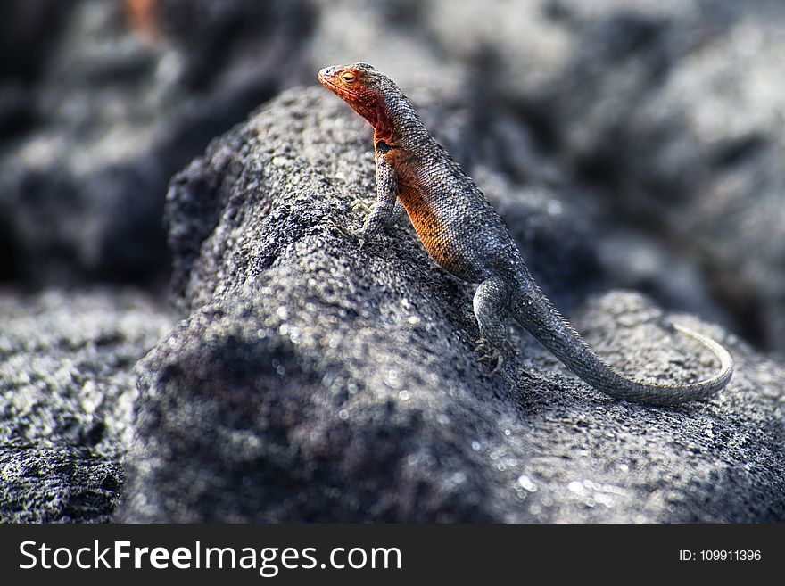Black Lizard on Stone