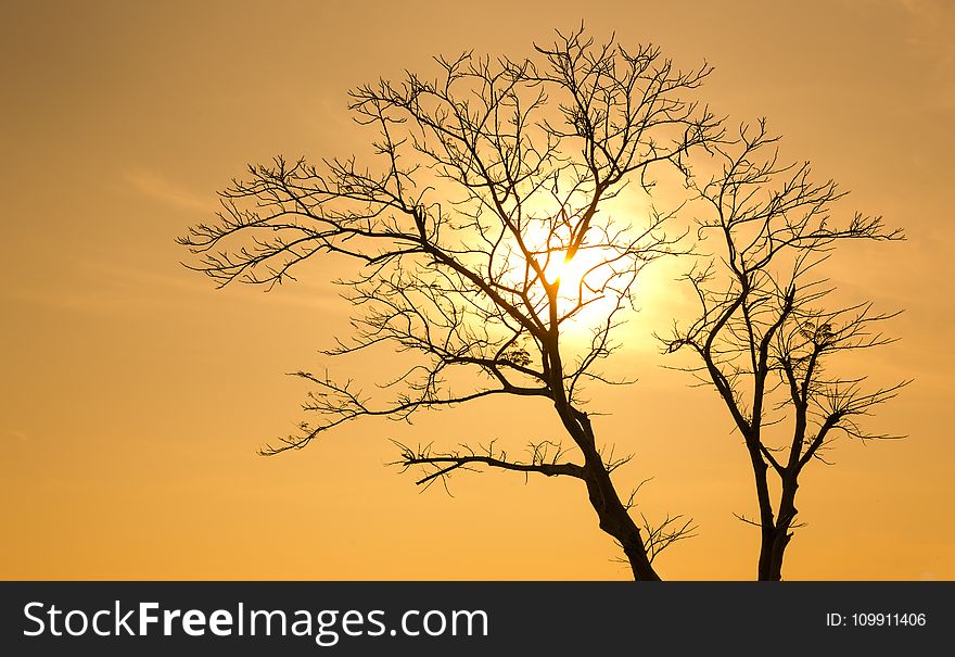 Silhouette of Tree at Sunset