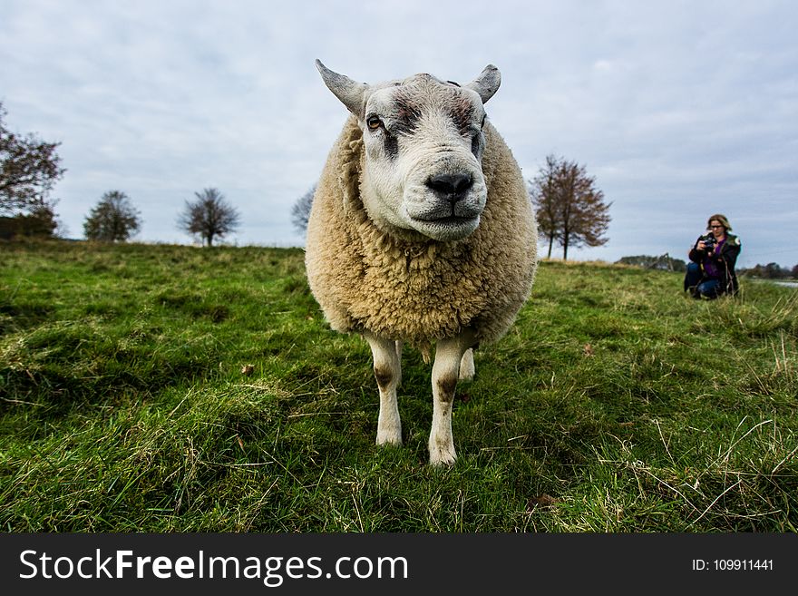 Beige Sheep on Green Grass Field Under Gray Sky