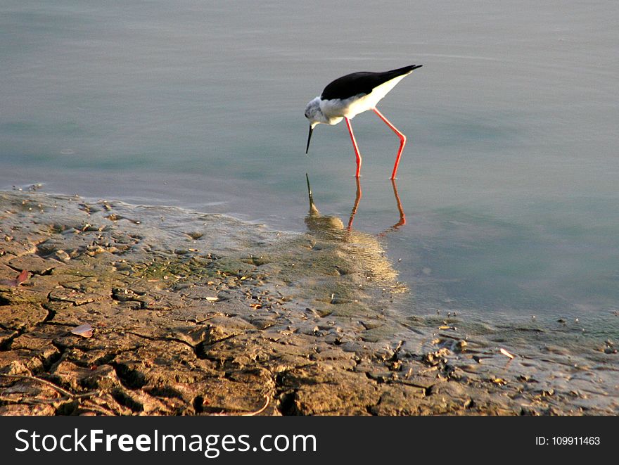 White and Black Long-beaked and Long Legged Bird on Body of Water Photography