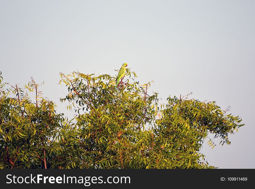 Green and Red Beaked Bird on Green Leaf Tree