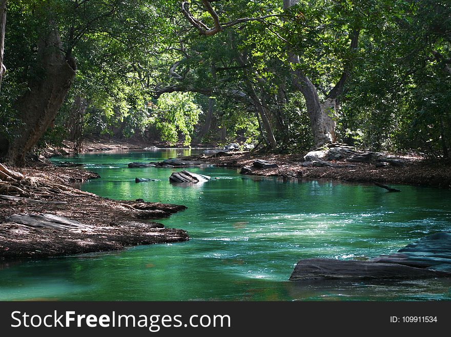 Body of Water Between Green Leaf Trees