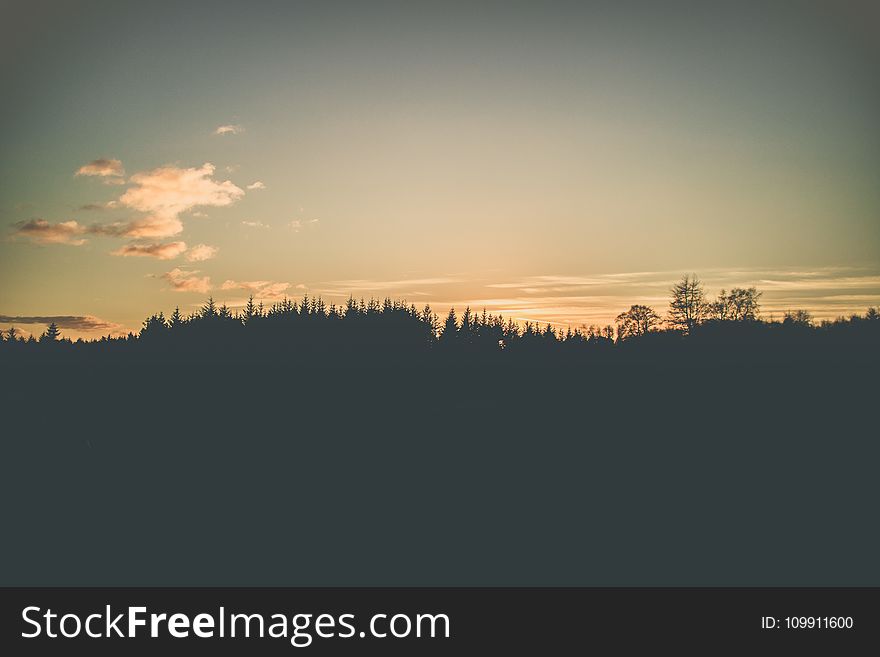 Photo of Forest Trees Under Calm Sky
