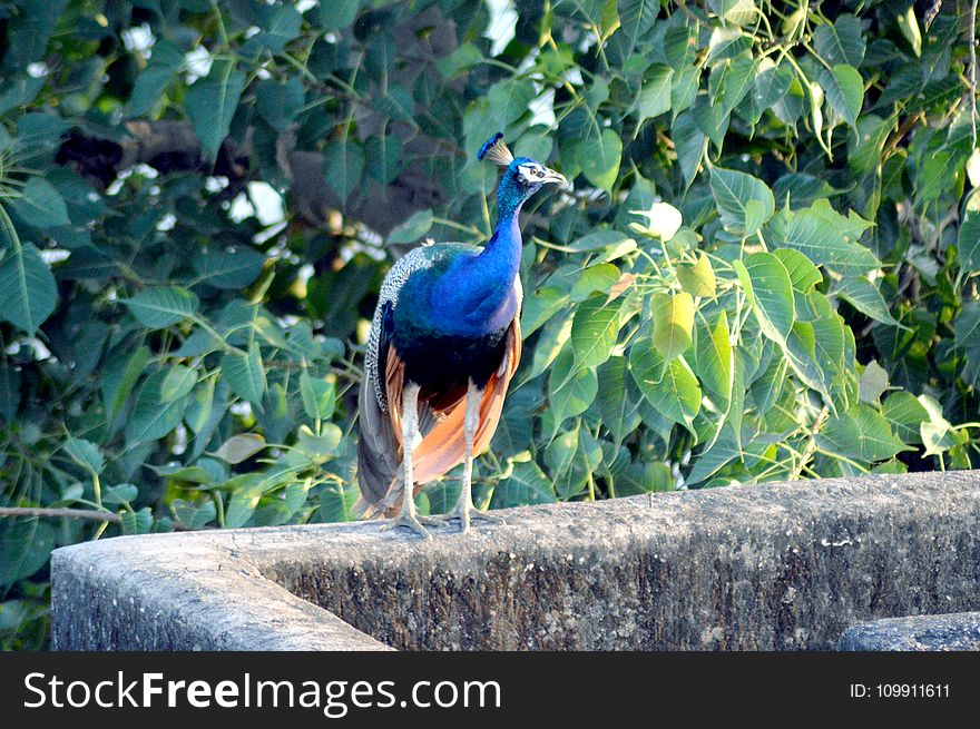 Blue Peacock Standing Near Tree