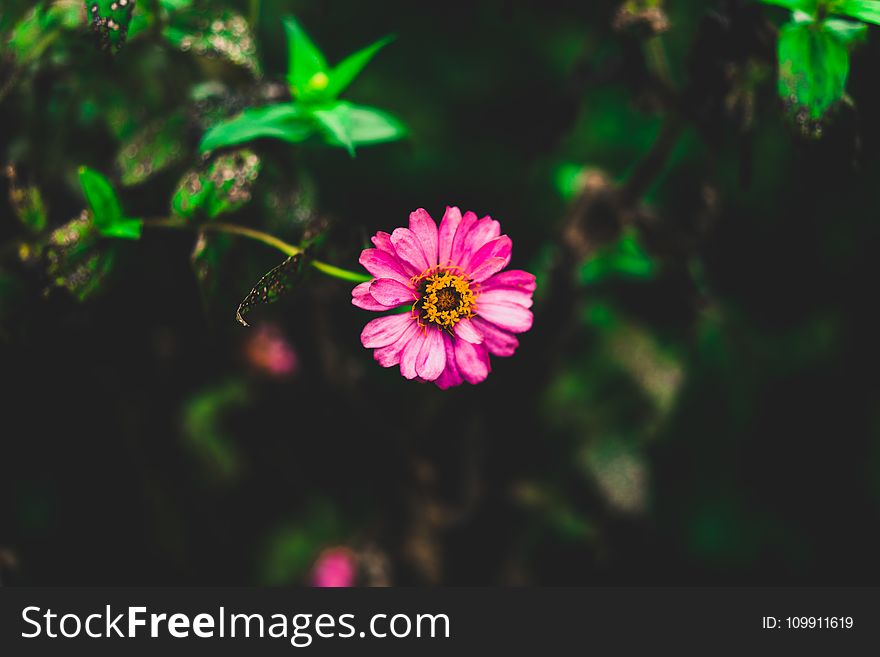 Tilt Shift Photography of Pink Zinnia Flower