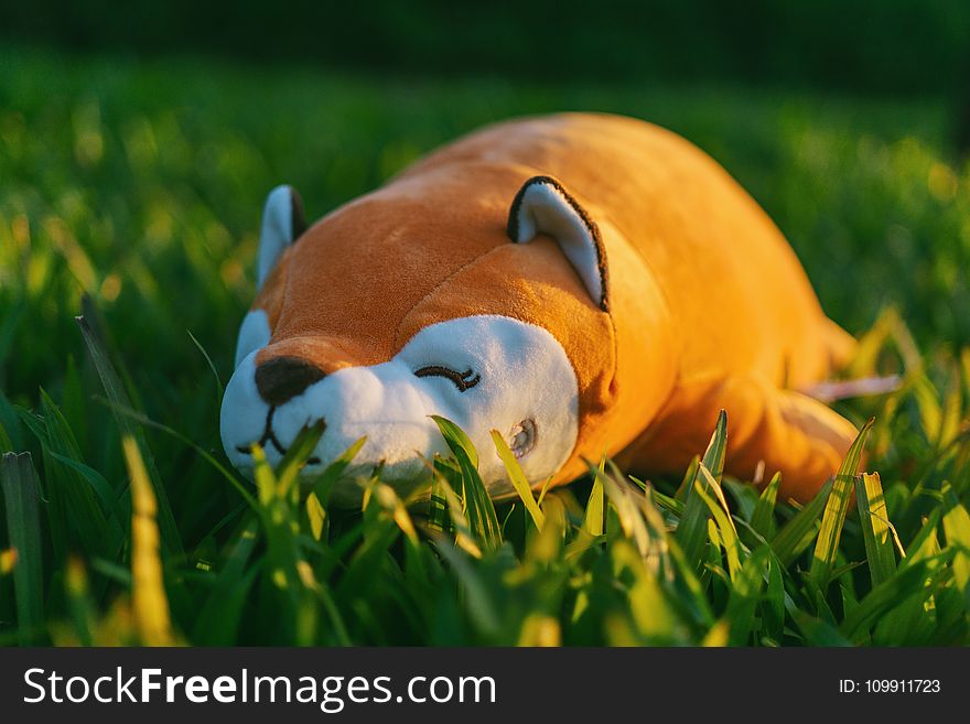 Orange and White Animal Plush Toy on Green Grasses in Focus Photography
