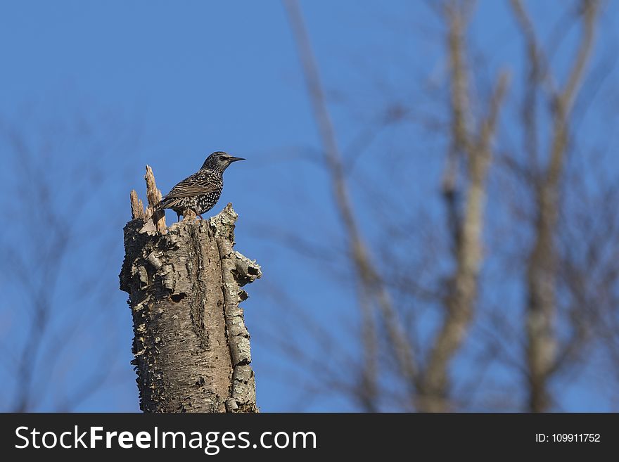 Brown Bird on Top of Brown Tree Trunk