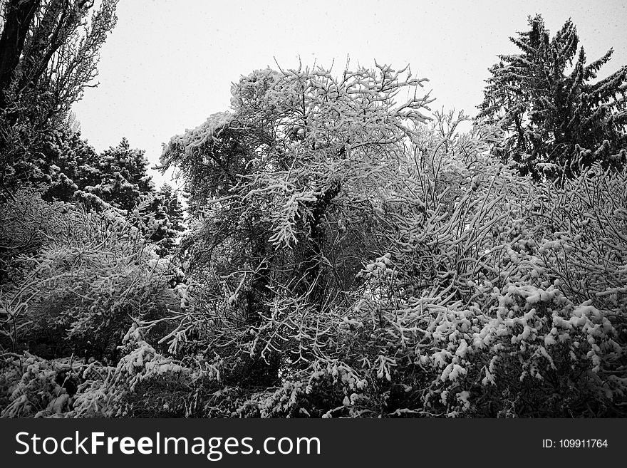 Greyscale Photography of Trees