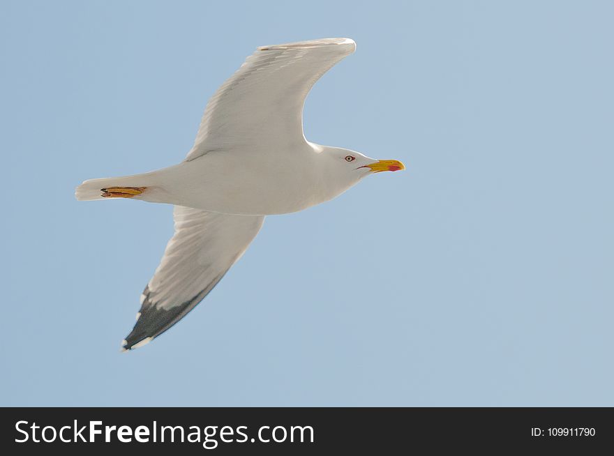 White Seagull Flying Under Clear Blue Sky