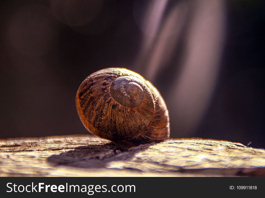 Shallow Focus Photography of Brown Snail