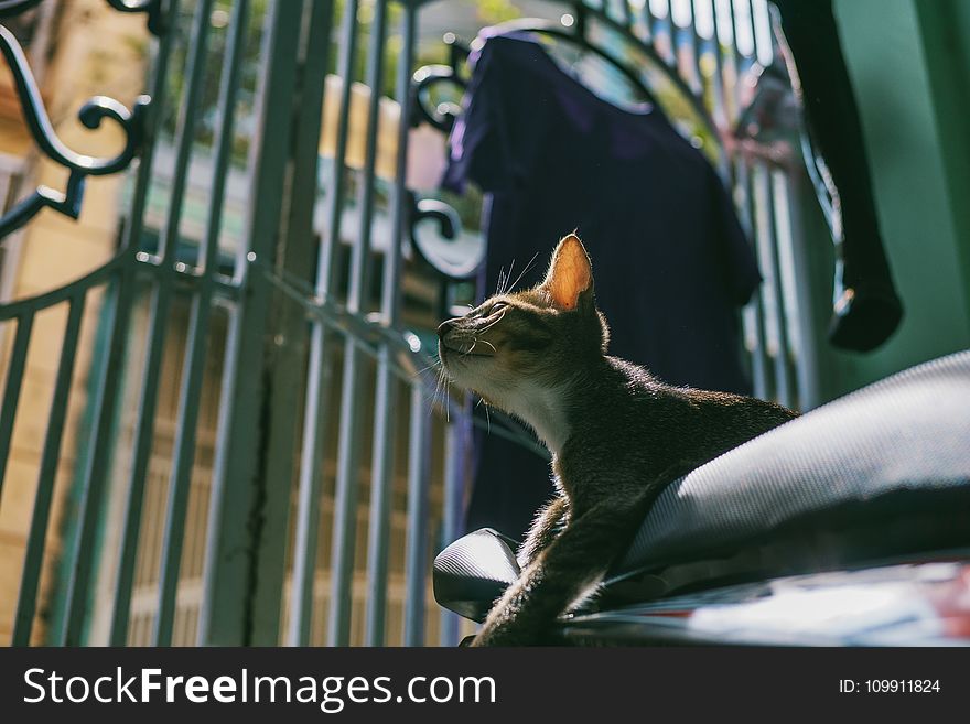 Silver Tabby Cat Tilt Shift Lens Photography