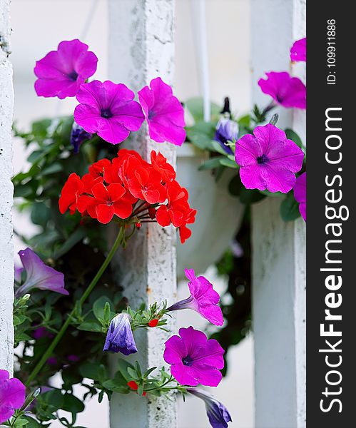Red And Purple Petaled Flowers