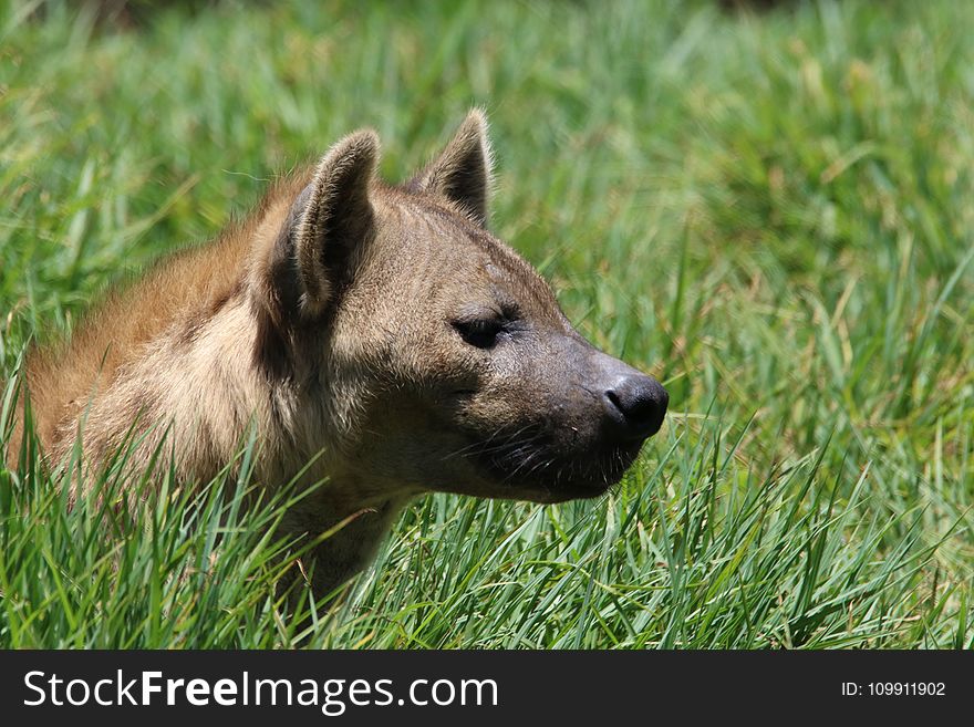 Brown Short-coated Dog on Green Grass Field