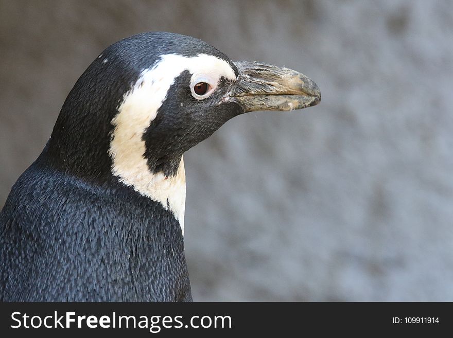 Close-up Photo of Penguin