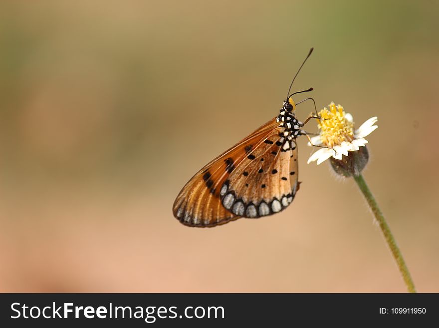 Brown and Black Butterfly on White Petaled Flower