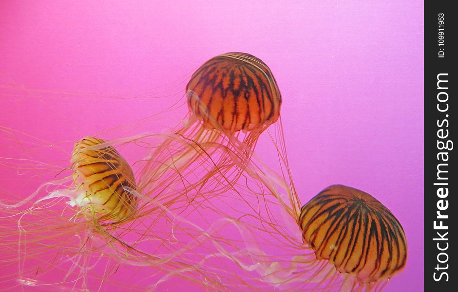 Three Brown-and-black Jellyfishes