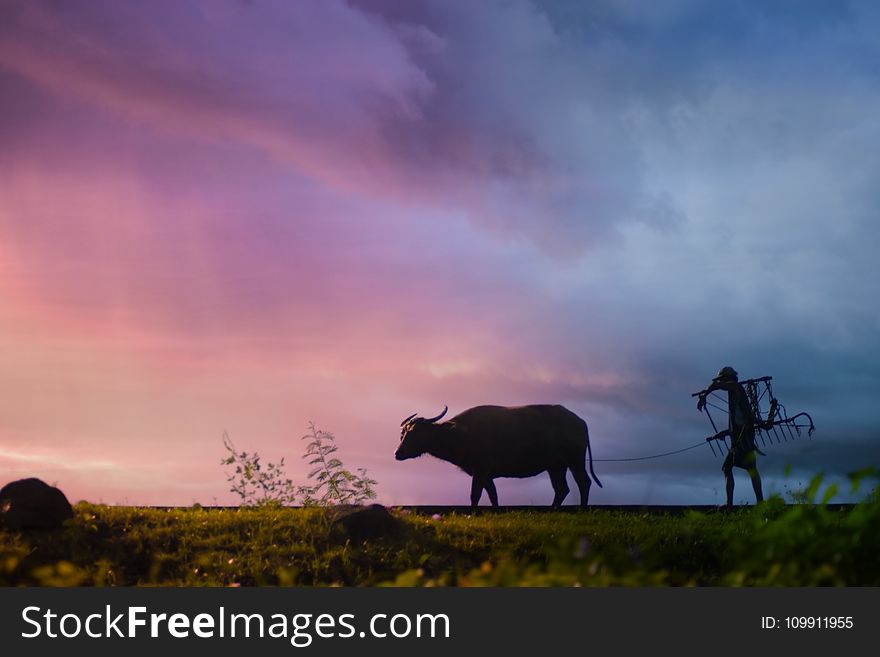 Silhouette Of Man Carrying Plow While Holding The Rope Of Water Buffalo Walking On Grass Field