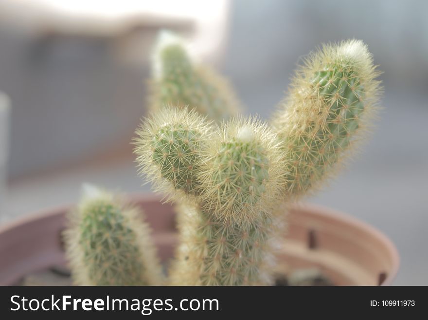 Selective Focus Photography of Green Cactus With Brown Pot