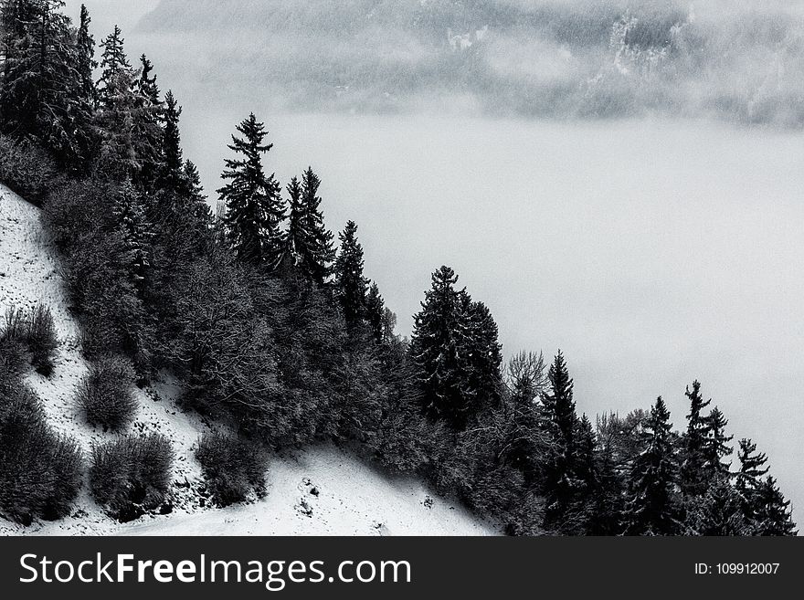 Grayscale Photo Of Pine Trees And Mountain