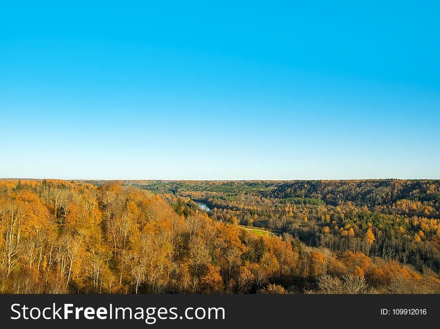 Landscape Photography Of Brown Forest Under Blue Clear Sky