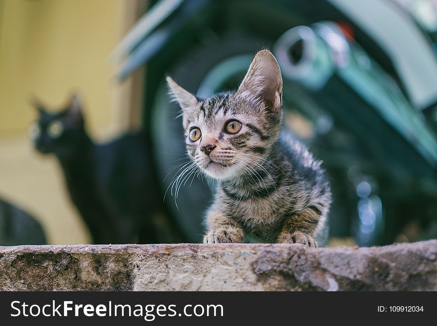 Brown Tabby Kitten With Motorcycle Background