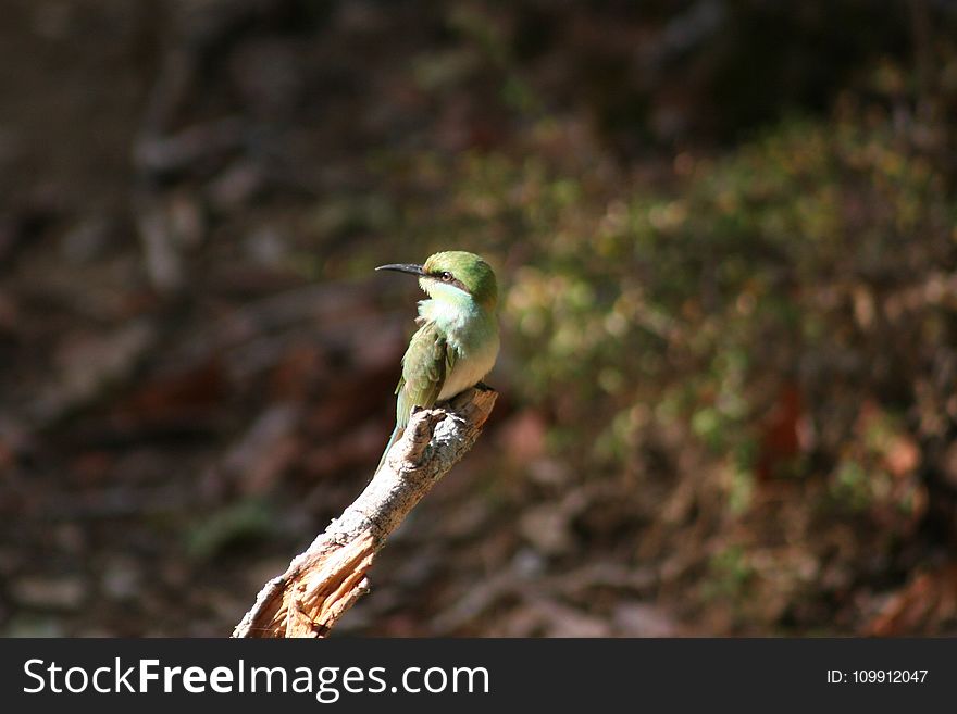 Green Long-beak Bird On Brown Wooden Tree Branch