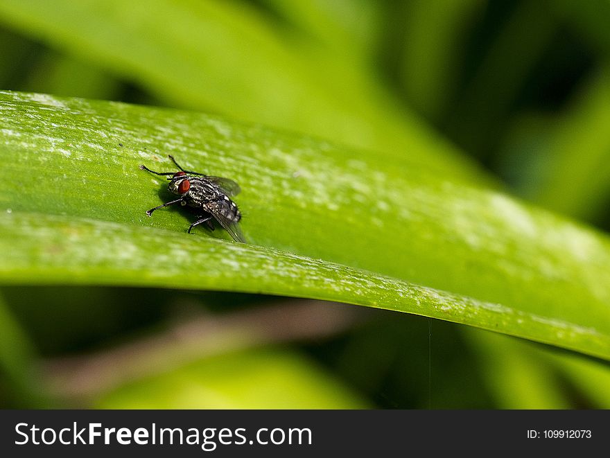 Close Up Focus Photo Of A Grey And Black Fly On Green Leaf