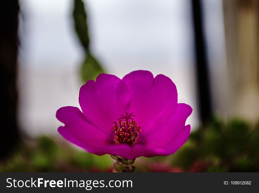 Macro Photography of Flower