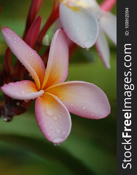 Shallow Focus Of Pink Flower