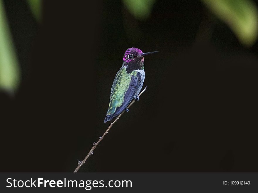 Selective Focus Photography of Green and Purple Hummingbird